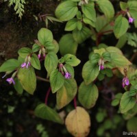 Sonerila crassicaulis Lundin